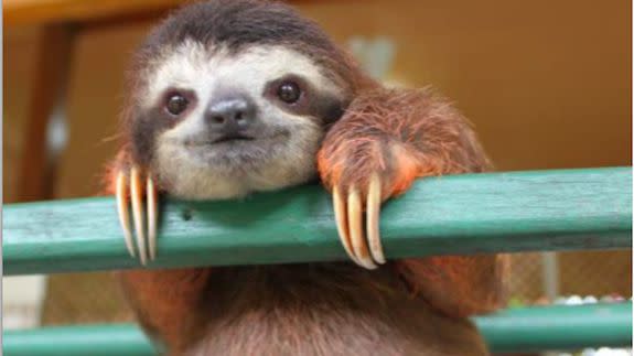 360 Aqua Cute Sloths