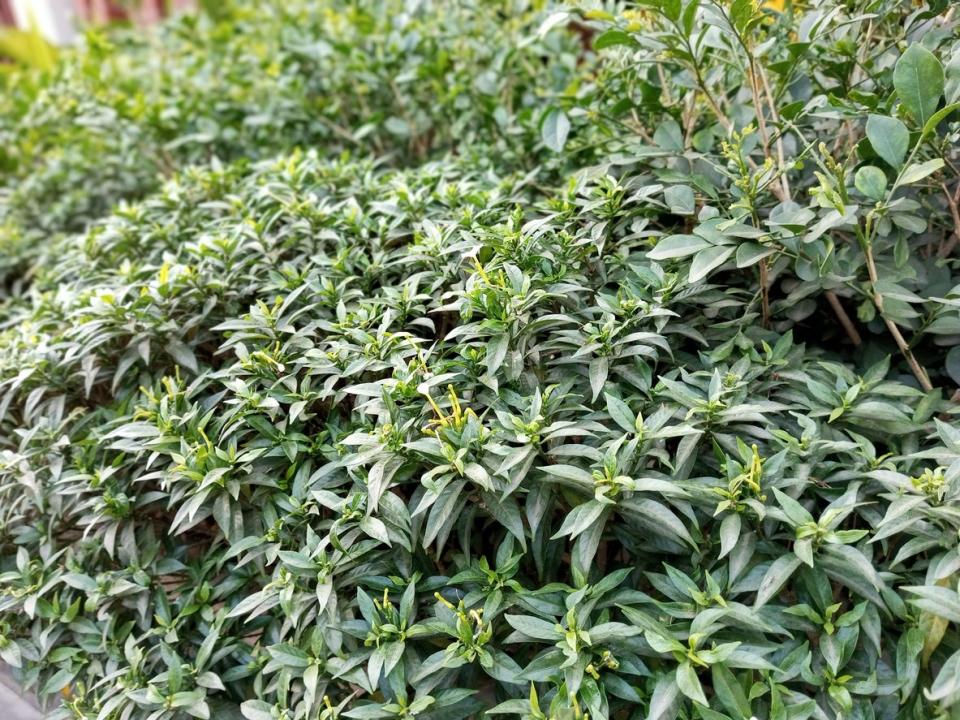 Nice sarcococca hookeriana plant with flowers