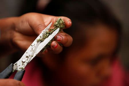 Mari Teteche, 42, prepares marijuana harvested in the mountains of Tacueyo, Cauca, Colombia, February 10, 2016. REUTERS /Jaime Saldarriaga