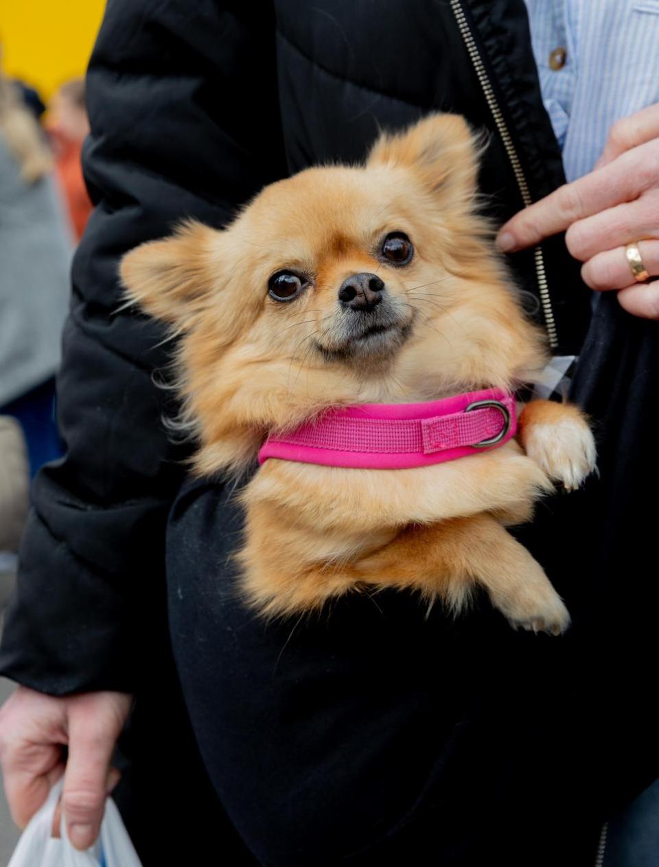 The Northern Echo: Dogs at Bishop Auckland Food Festival.