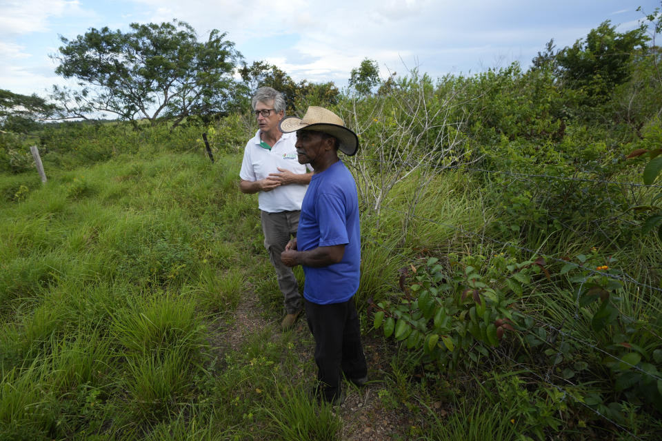 Farmer Lucas dos Santos, foreground, talks with Rene Poccard-Chapuis, an agronomist at the French agricultural research agency CIRAD, in the pasture of the Sao Lucas ranch, in the rural area of Paragominas, Para state, Brazil, Tuesday, May 30, 2023. Dos Santos, who has a very modest ranch, can't afford a horse to ride or hire labor and moves the cattle between pastures himself. He said he was unable to afford the price of new fencing to start rotational grazing for his small herd of 22 cattle. Then CIRAD researchers showed him how to use branch clippings from native trees in place of commercial fence posts. (AP Photo/Eraldo Peres)