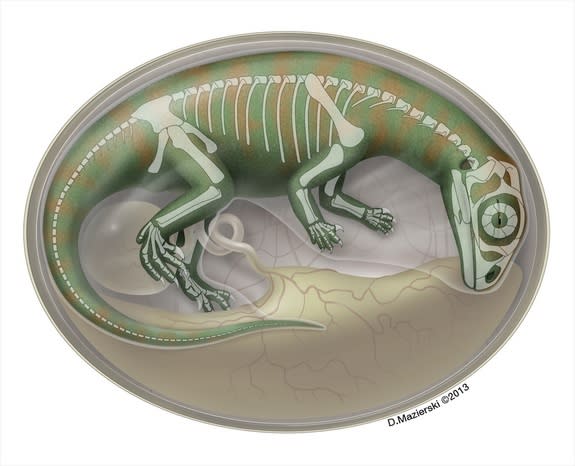 An artist's impression of an embryonic <i>Lufengosaurus</i>, showing the dinosaur's growing skeleton.