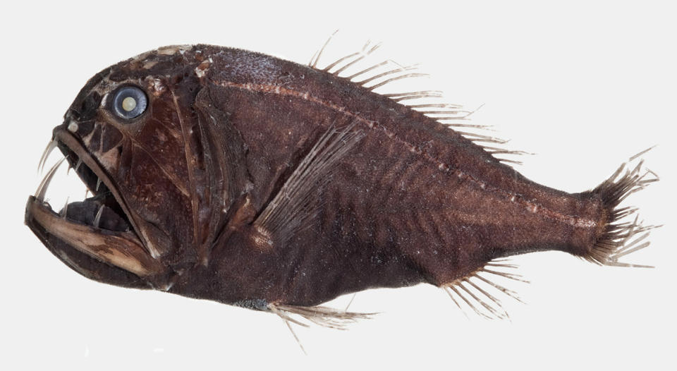 Fangtooth fish