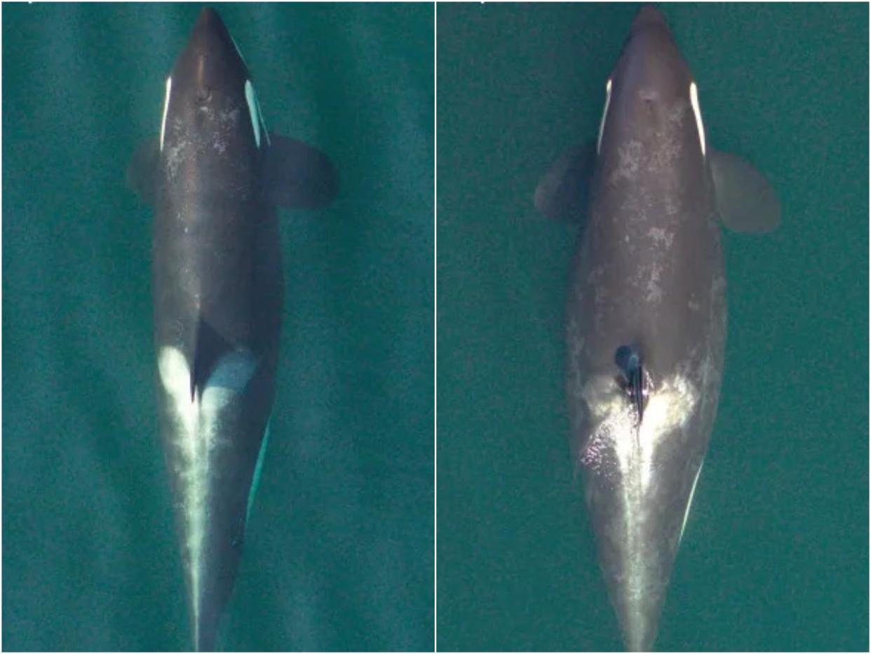 Images from research nonprofit SR3 shows that an endangered Pacific Northwest orca is pregnant (Holly Fearnbach and John Durban)