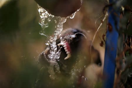 A Greyhound dog drinks water after a race in Santiago city, in this file picture taken March 1, 2014. REUTERS/Ivan Alvarado/Files