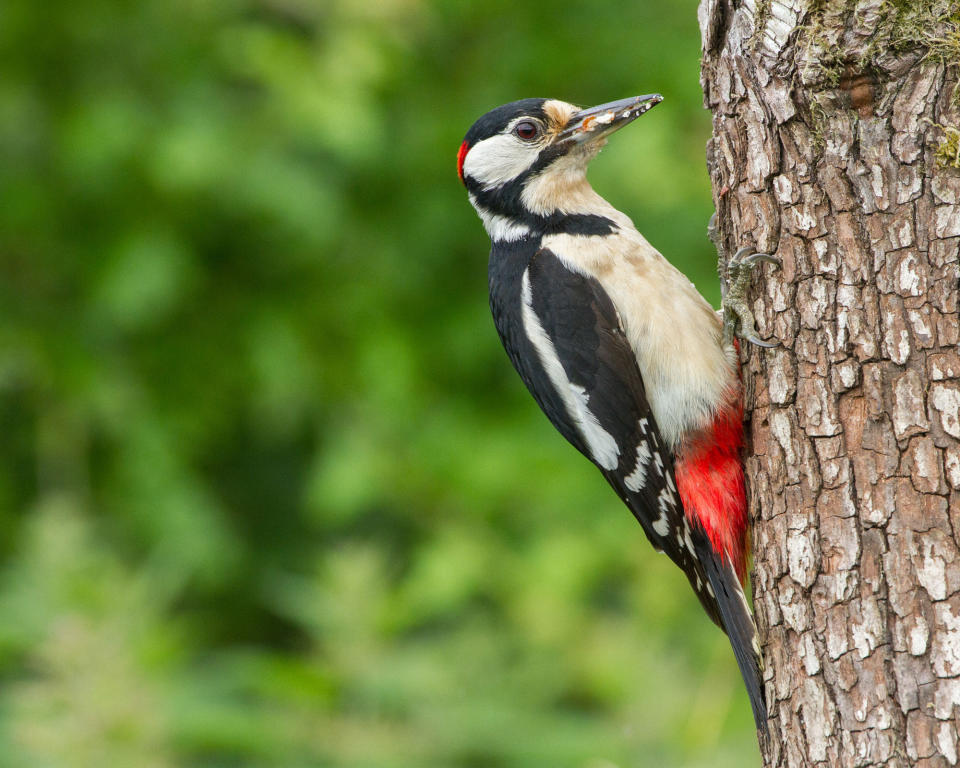 woodpecker