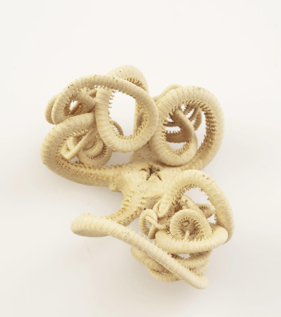 This species - Brittle star, Astrotoma agassizii - collected on Scott's expedition uses its long flexible arms to capture prey. It occurs throughout Antarctica and the Antarctic peninsula. ©The Natural History Museum.