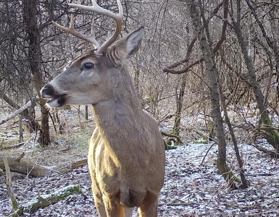 A buck with antlers still attached in mid-February.