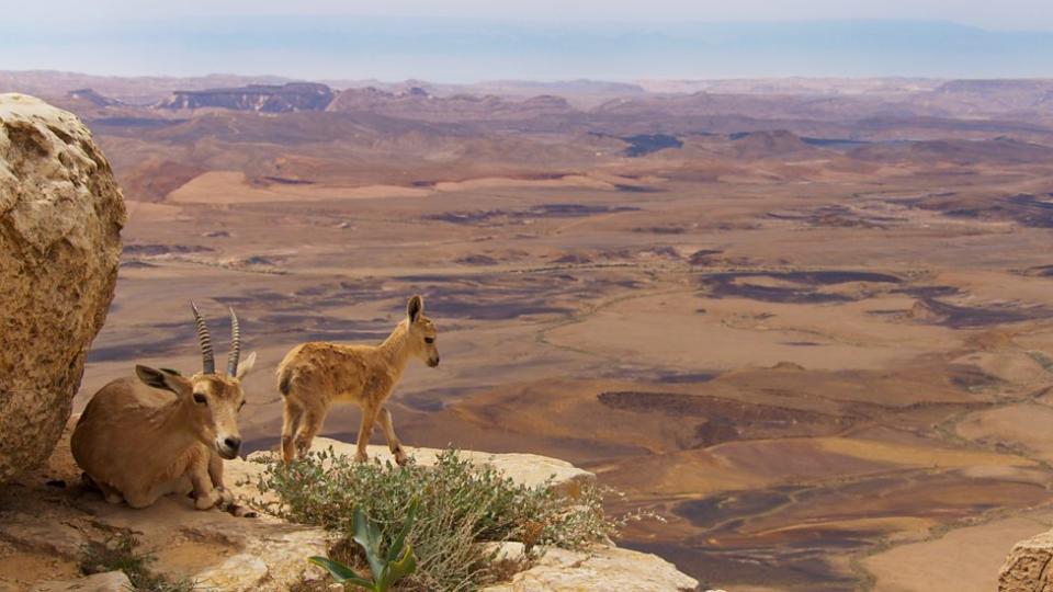 A perilously poised Nubian ibex. (BBC)