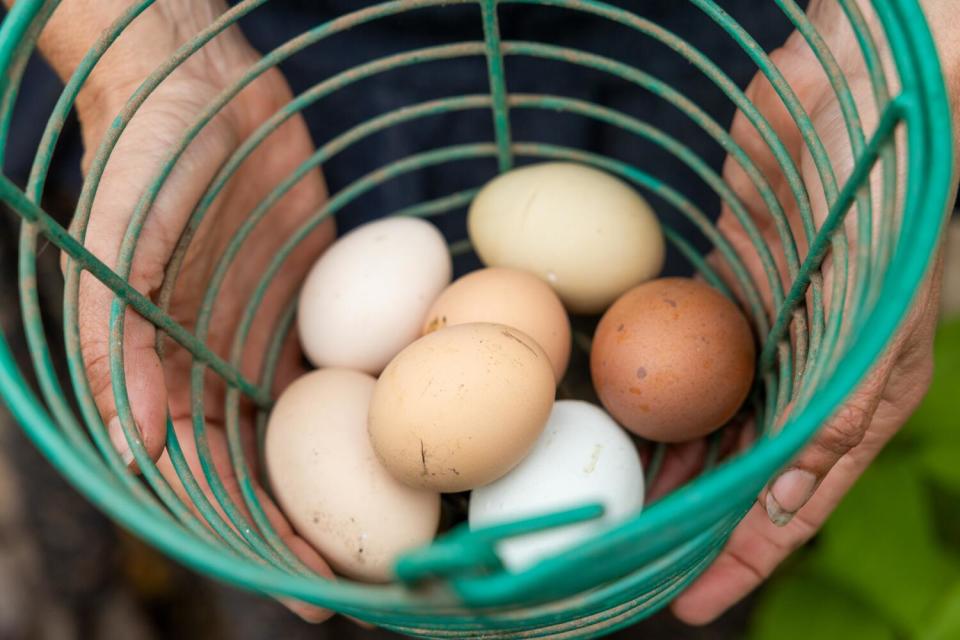 A circular wire basket holding seven eggs in colors ranging from white and pale yellow to light pink and brown.