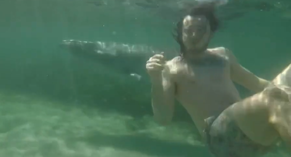 A man close to camera under water, with the pygmy right whale in the background.