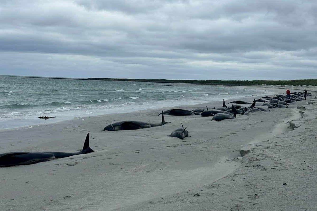 The stranded whales were spotted on Thursday on Sanday, Orkney (British Divers Marine Life Rescue/PA Wire)