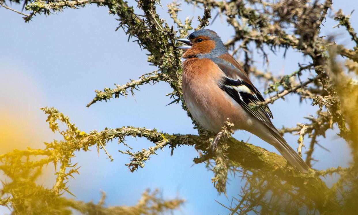 <span>‘The chaffinch lands on a twig in front of me. Sunrise intensifies all his colours: the slate-blue head, the rust breast, the olive rump.’</span><span>Photograph: John Eveson/Alamy</span>