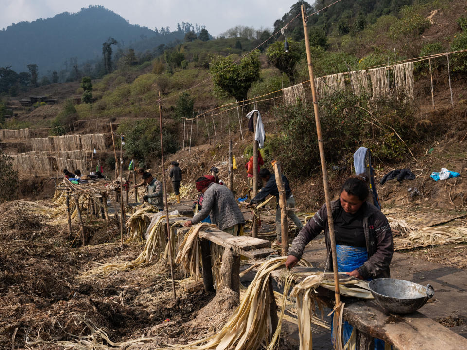 La planta de argeli crece de forma silvestre en el Himalaya. Antes de que Japón empezara a comprarla como moneda, su principal uso en Nepal era para hacer leña o cercas. (Uma Bista/The New York Times)