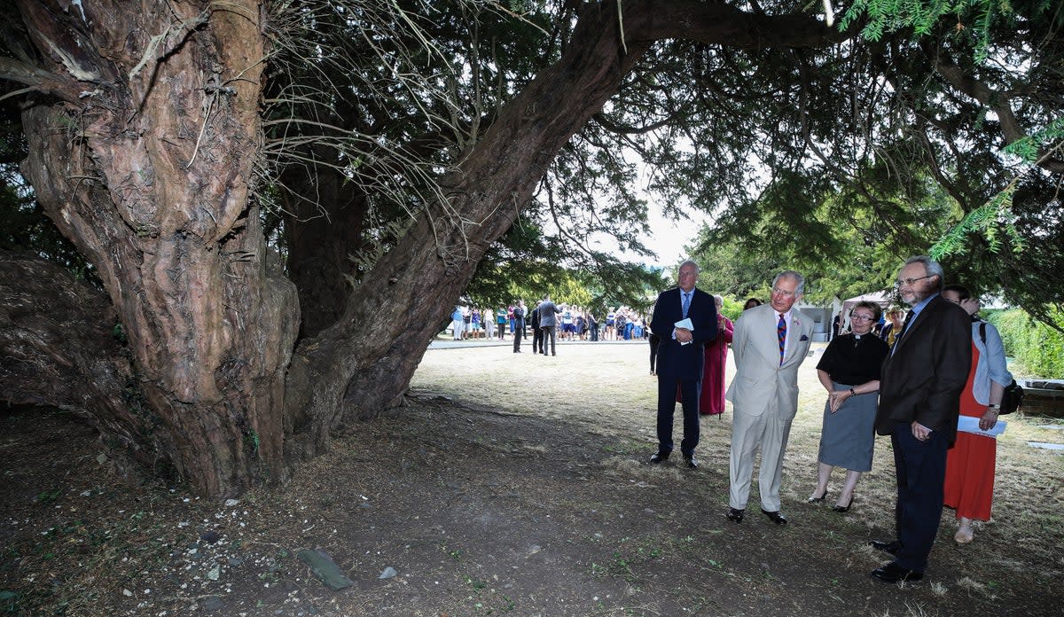 Prince Charles inspected a 2000-year-old yew tree in Wales in 2018  (PA)