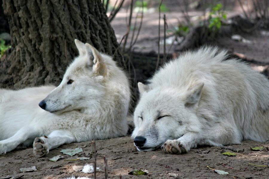 Julian, California tendrá recorridos para avistamientos de lobos en español 