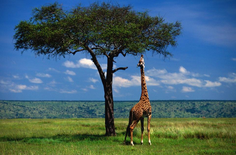 Dass Giraffen lange Hälse besitzen, hat wahrscheinlich mehr mit der Nahrungssuche als mit dem Fortpflanzungstrieb zu tun. (Bild: Art Wolfe/Getty Images)