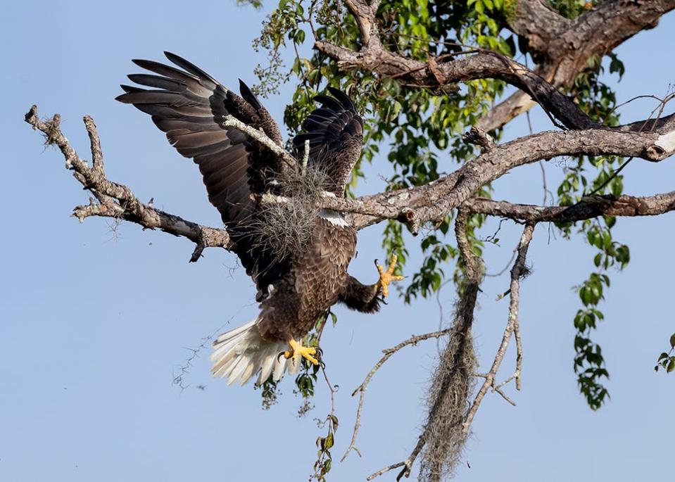 A bald eagle crashes into a tree.