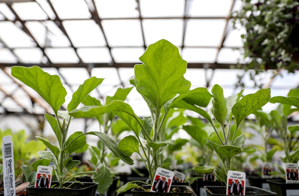 A variety of vegetable starts are seen at 13th Street Nursery in Salem on Tuesday, May 2, 2023.