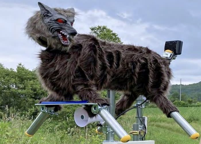 a fake wolf mounted on a metal frame