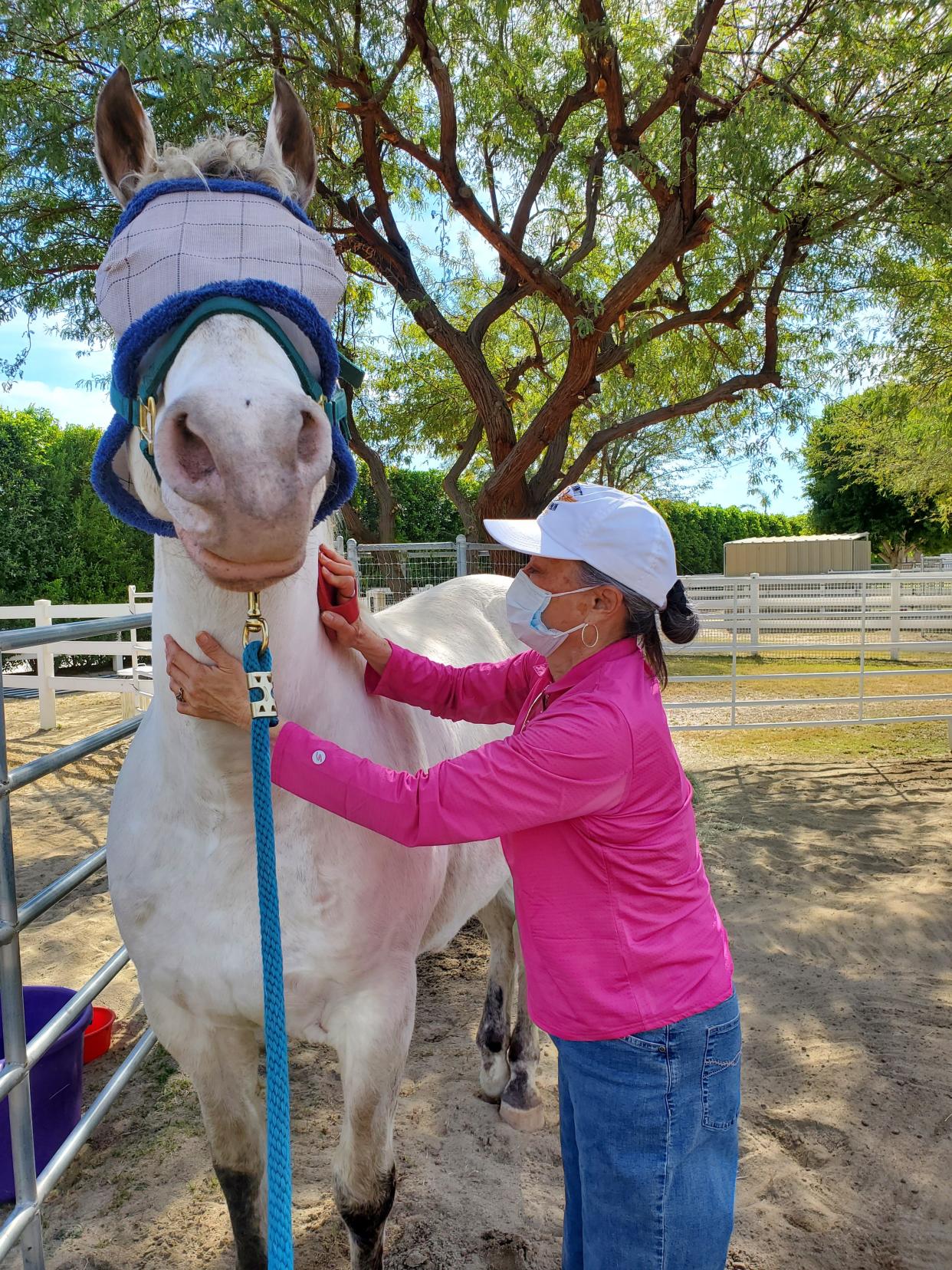 Barbara, a Forever Free Horse Rescue volunteer, grooms Silver.