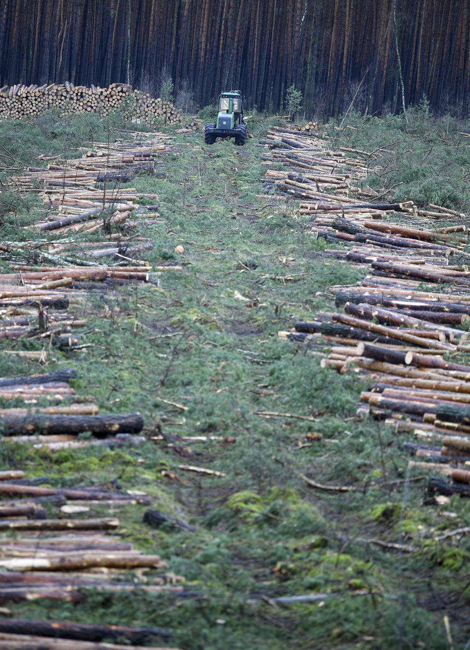 A grubbing machine stands on the site for the planned Tesla factory near Gruenheide, Germany, Sunday, Feb. 16, 2020. The Higher Administrative Court for Berlin-Brandenburg ordered Tesla to stop clearing trees on the wooded site near Berlin until it considers an environmental group's appeal. In a statement Sunday, the court said it had to issue the injunction because otherwise Tesla might have completed the work over the next three days. (Britta Pedersen/dpa via AP)