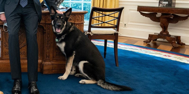 Joe Biden in Oval Office with Champ and Major