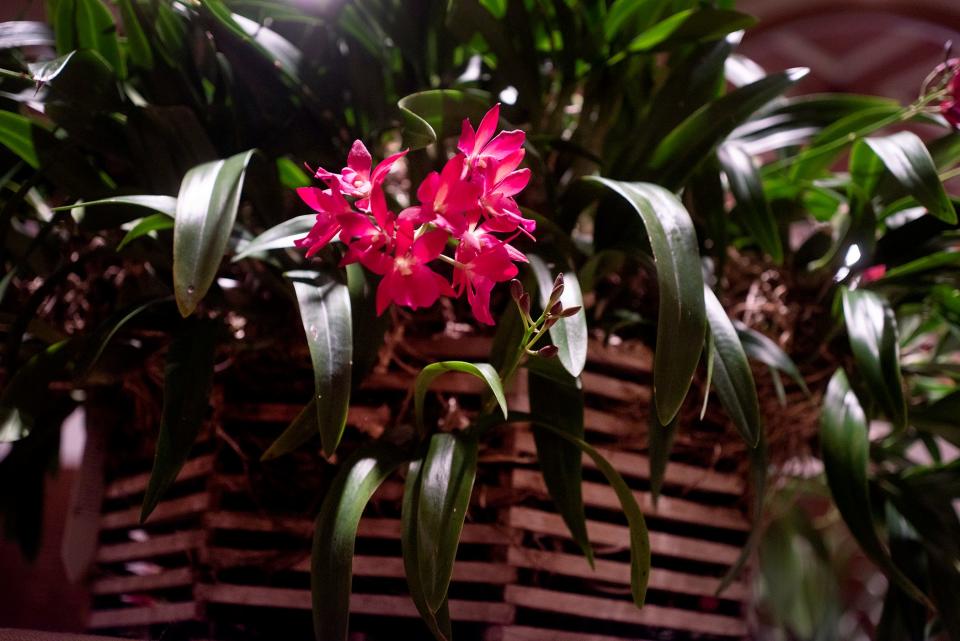 Kit Pannill received several honors for her Dyckia sabertooth.