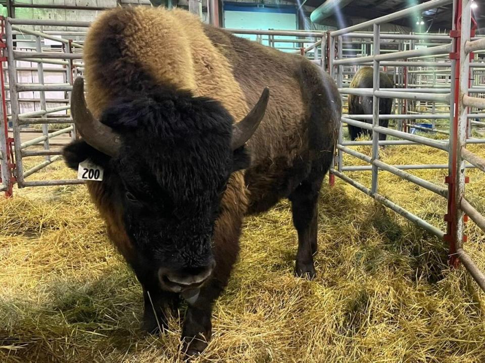 Bison wait to be sold at the Canadian Western Agribition in Regina on Nov. 29, 2022.  (Daniella Ponticelli/CBC - image credit)