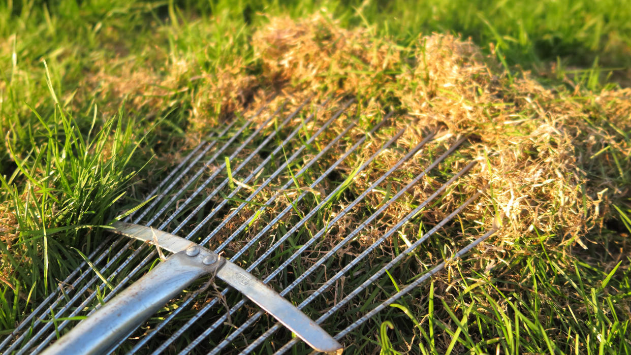  A thatching rake removing thatch from the grass. 