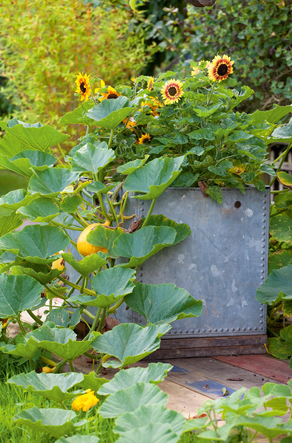 PLANT TRAILING SQUASHES AND PUMPKINS IN LARGE CONTAINERS