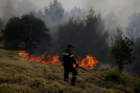 A firefighter pulls a hose during a wildfire near the village of Kapandriti, north of Athens, Greece, August 15, 2017. REUTERS/Alkis Konstantinidis