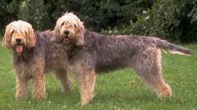 32 big dog breeds that make sensible pets