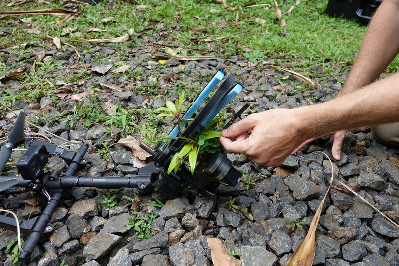 Scientists work to restore rare plants to the wild in Hawaii