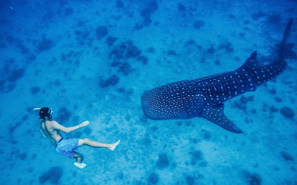 In the Philippines you can tick snorkelling with whale sharks off your bucket list