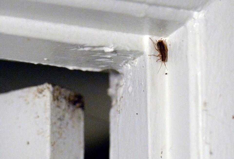 A damaged door frame and cockroach in a home.