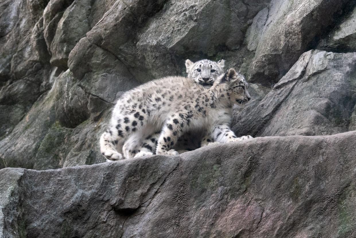 Two snow leopard cubs are debuting at the Bronx Zoo.