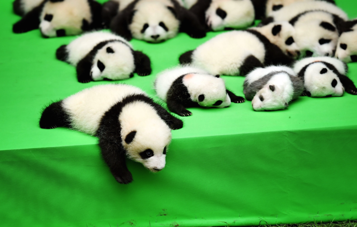 giant panda cubs cute