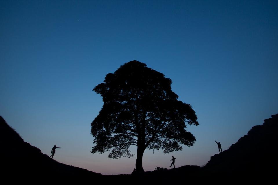 Sycamore Gap was one of the most recognisable trees in the UK (PA Archive)