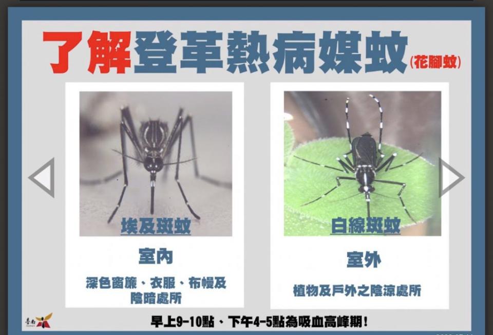 傳播登革熱的兩隻「花腳蚊」，埃及斑蚊（左）及白線斑蚊（右）。（南市衛生局提供）