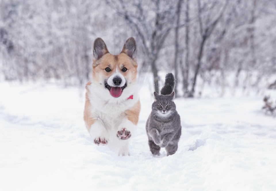 La truffe et le dessous des pattes de nos animaux en prennent un coup durant l'hiver. (Photo : Getty Images)