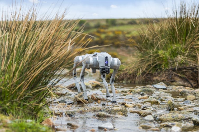 rocky stream with grass on the edges, small white dog shaped robot machine in the center of the photo