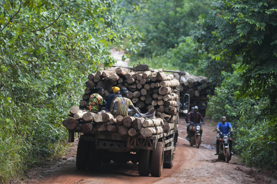 Loggers transport timber inside the Omo Forest Reserve in Nigeria on Wednesday, Aug. 2, 2023. Conservationists say the outer region of Omo Forest Reserve, where logging is allowed, is already heavily deforested. As trees become scarce, loggers are heading deep into the 550-square-kilometer conservation area, which is also under threat from uncontrolled cocoa farming and poaching. (AP Photo/Sunday Alamba)