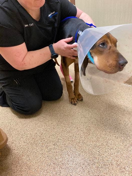 Atley, a female coonhound, recovers after being shot at least two times and left on a road in the Shawano County town of Green Valley Feb. 9.