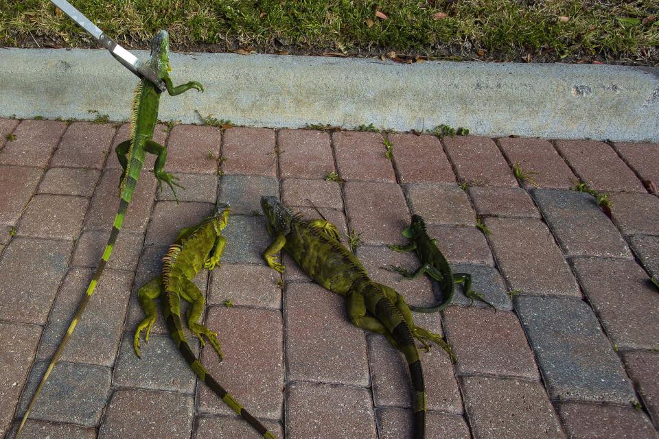 Cold Front Brings Falling Iguanas to South Florida