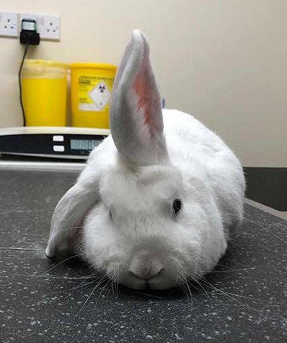 Wonky the lop-eared rabbit, who looks like a unicorn due to a wonky ear that stands upright on his head (PA)