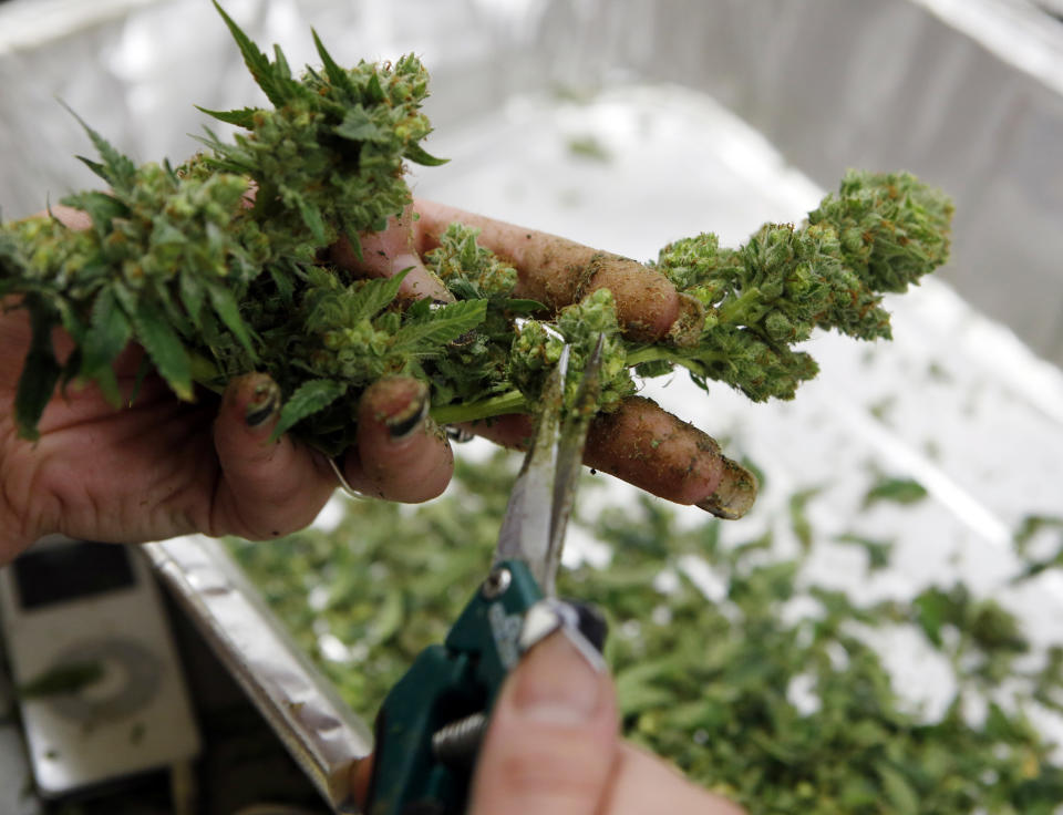 FILE - In this Dec. 5, 2013 file photo, a worker processes marijuana in the trimming room at the Medicine Man dispensary and grow operation in northeast Denver. Nationwide marijuana legalization seems inevitable to three-fourths of Americans, whether they support it or not, according to a new poll out Wednesday, April 2, 2014, by the Pew Research Center on the nation’s shifting attitudes about drug policy. (AP Photo/Ed Andrieski, File)