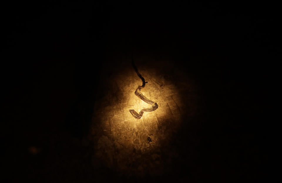 En esta imagen, tomada el 24 de mayo de 2019, la luz de una linterna apunta hacia una serpiente muerta en un campo cerca de Bajo Chiquito, en la provincia de Darién, Panamá. La serpiente había sido matada antes, en el sendero para ir a pie de Bajo Chiquito al Río Tuquesa. (AP Foto/Arnulfo Franco)