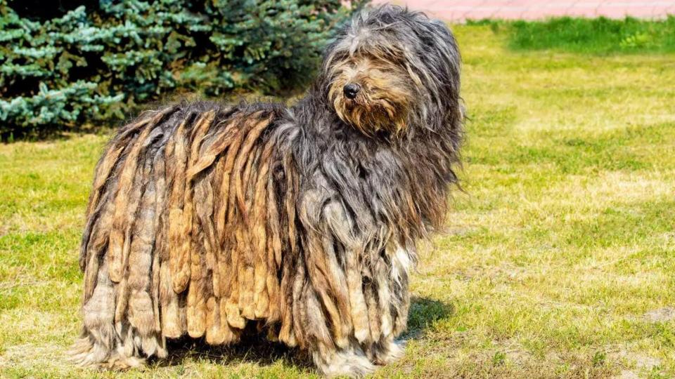 Bergamasco Shepherd