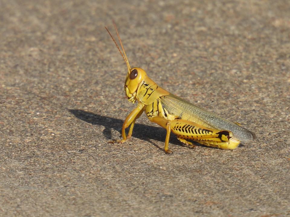 The hot, dry summer months can bring a plethora of grasshoppers, crickets and insects.